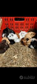 Cuccioli di cavie california