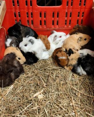 Cuccioli di cavie california