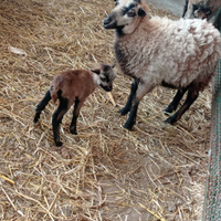 Pecora del Camerun con agnello