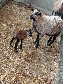 Pecora del Camerun con agnello