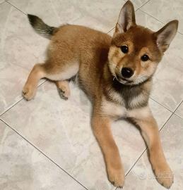 Shiba