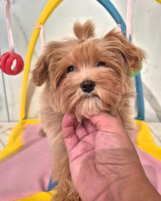 Cucciola di Maltipoo