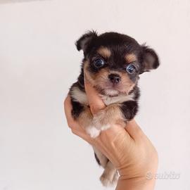 Chihuahua
