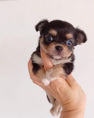 Chihuahua