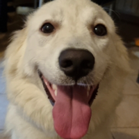 Monta cane Maremmano misto Golden retriever