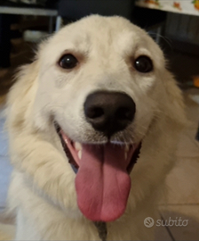 Monta cane Maremmano misto Golden retriever