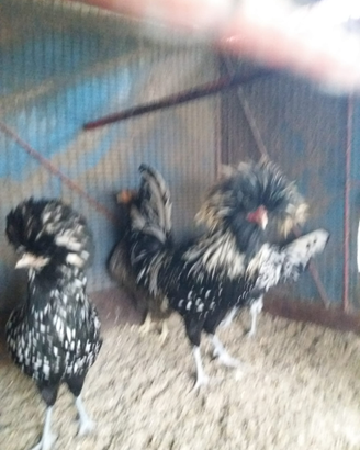 Galline padovane