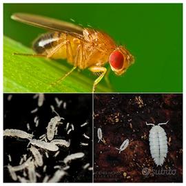 Microinsetti per Dendrobates