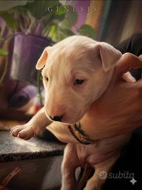 Cuccioli di Bull Terrier Standard