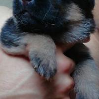 Cuccioli di pastore tedesco di alta genealogia