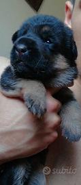 Cuccioli di pastore tedesco di alta genealogia