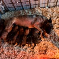 Pastore belga Malinois