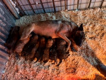 Pastore belga Malinois