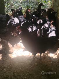Galline