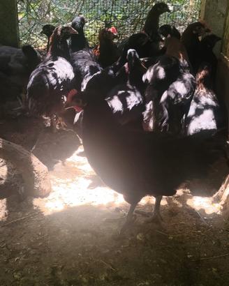 Galline