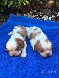 Cuccioli di cavalier king charles spaniel