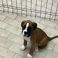 Cuccioli di Boxer