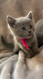 Cuccioli di certosino