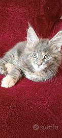 Cucciola Maine Coon con pedigree AfEf