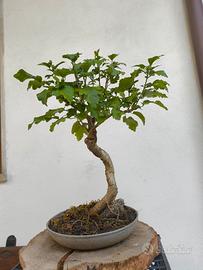 bonsai