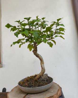 bonsai