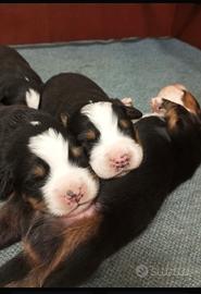 Cuccioli bovari del bernese