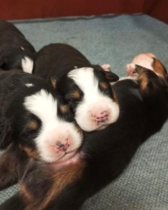 Cuccioli bovari del bernese