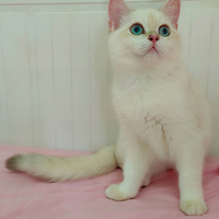 MONTA Scottish Straight pedigree ENFI