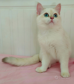 MONTA Scottish Straight pedigree ENFI