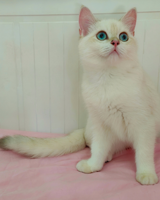 MONTA Scottish Straight pedigree ENFI