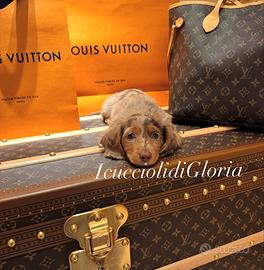 MERAVIGLIOSO bassotto kaninchen ARLECCHINO