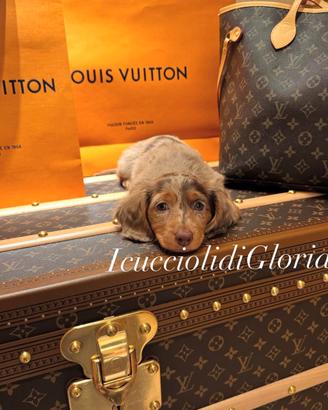 MERAVIGLIOSO bassotto kaninchen ARLECCHINO