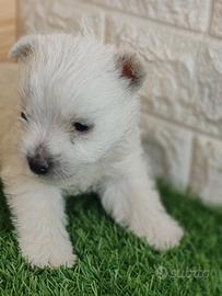 West highland con pedigree enci