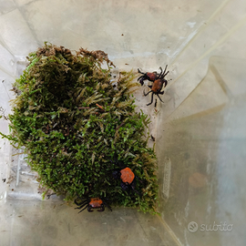 Geosesarma: granchi vampiro