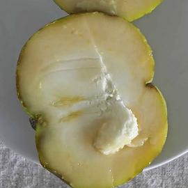 Pianta di Sapote bianco Casimiroa edulis zapote b