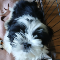 Cucciolo shih tzu con pedigree Enci