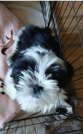 Cucciolo shih tzu con pedigree Enci