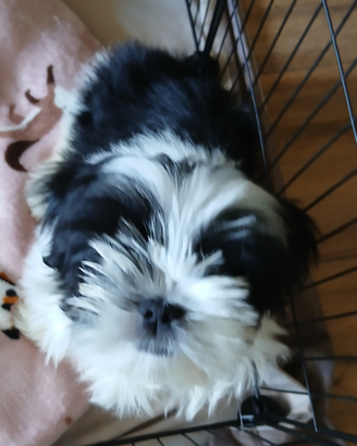 Cucciolo shih tzu con pedigree Enci