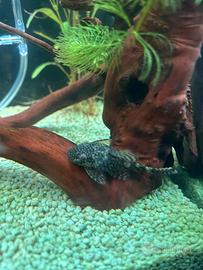 Ancistrus