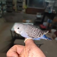 Pappagalli allevati a mano