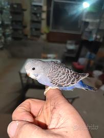 Pappagalli allevati a mano