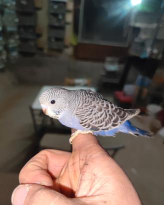 Pappagalli allevati a mano