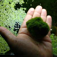 Cladophore /muschio/galleggianti e Caridine