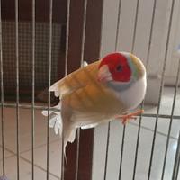 Diamantino del Gould maschio 2024