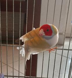 Diamantino del Gould maschio 2024