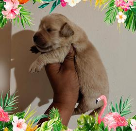 Golden retriever con pedigree ENCI