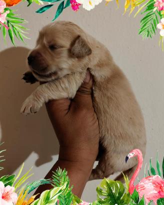 Golden retriever con pedigree ENCI