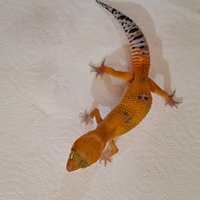 Geco leopardino