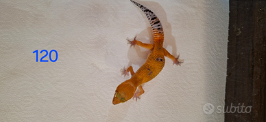 Geco leopardino