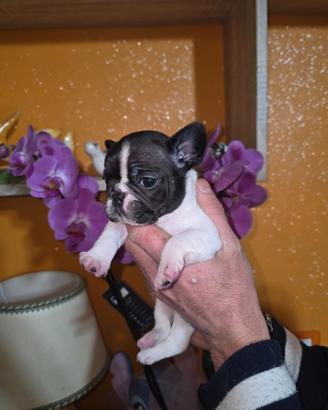 Bulldog Francesi Cuccioli